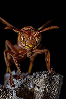 Livro A Mosquinha Maluca
