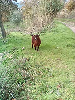 Livro Poema_ Pobre Animal: Portugal_Lousa (Senhor dos aneis Livro 5)